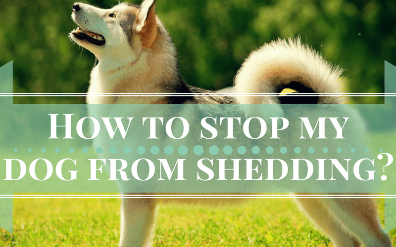 how to stop dog from shedding