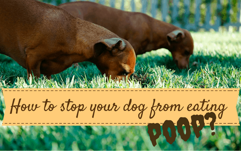 how to stop my dog from eating poop