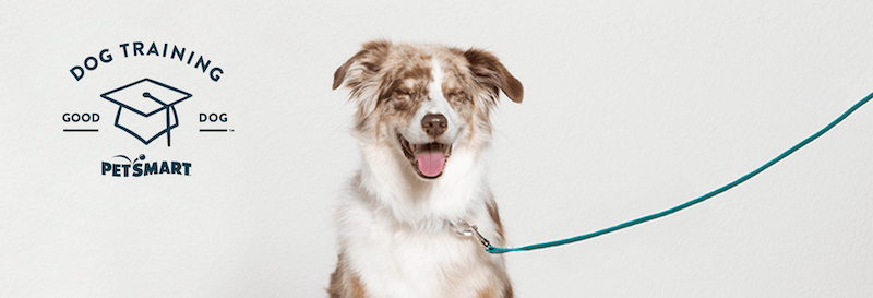 petsmart puppy training