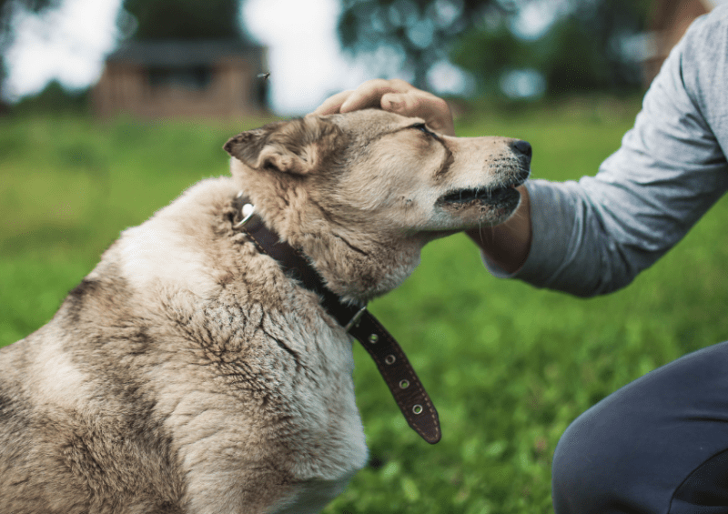 praising good dog