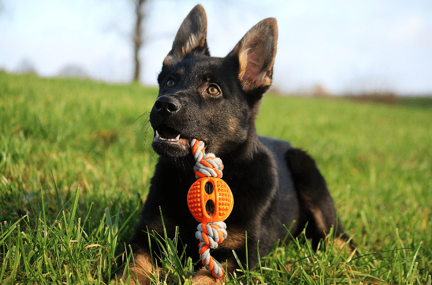 shepherd chew toy