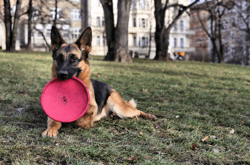 shepherd frisbee