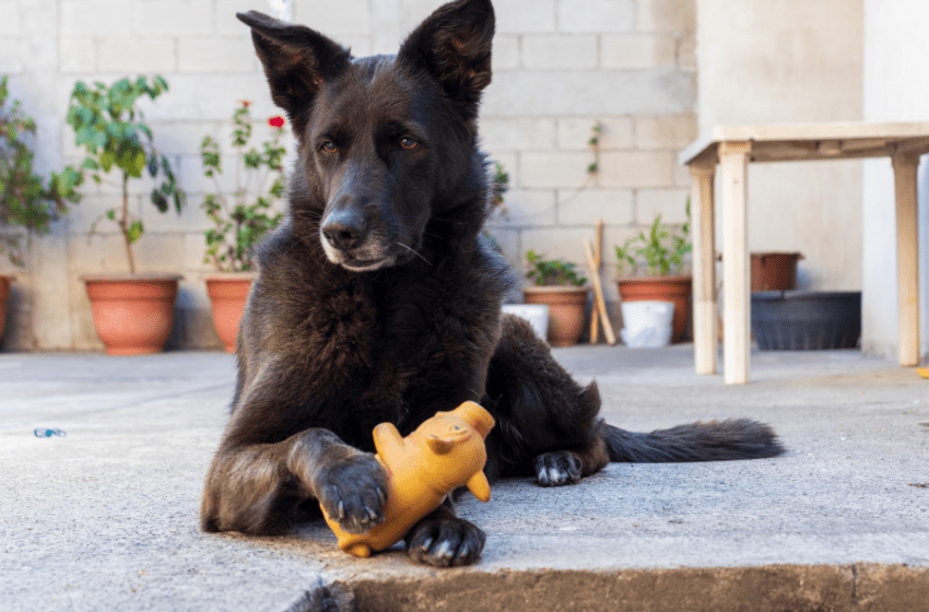 shepherd pig toy