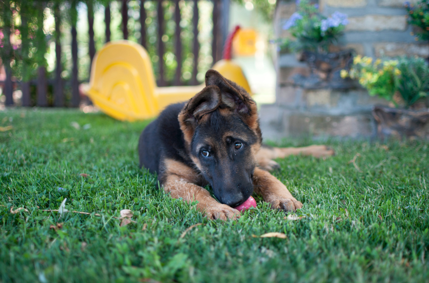 shepherd puppy