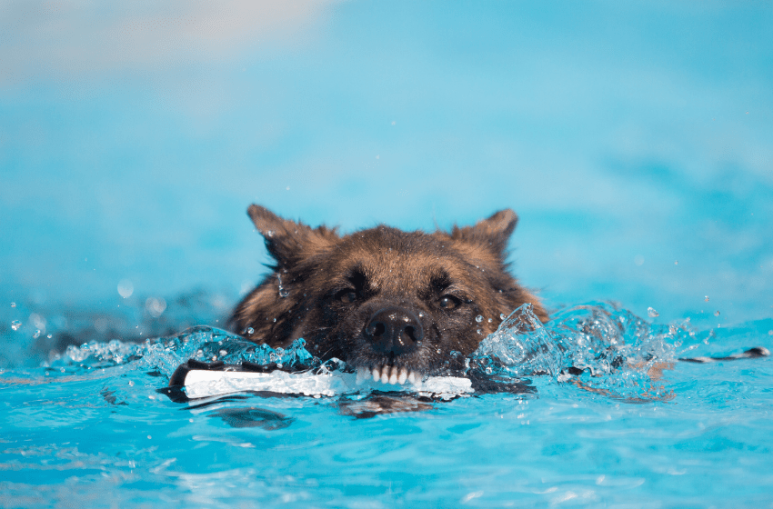 swimming shepherd toy