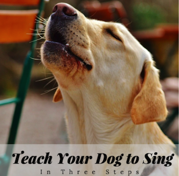 teaching dog to sing