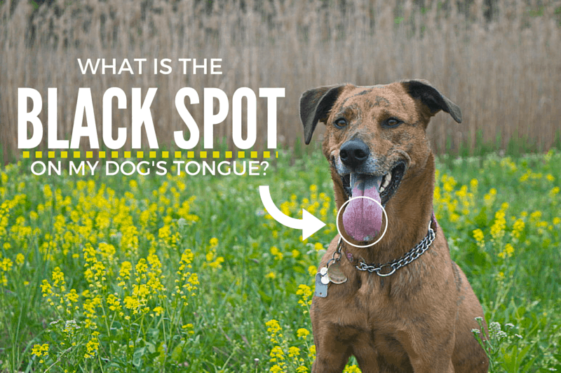 dark spot on dogs tongue title