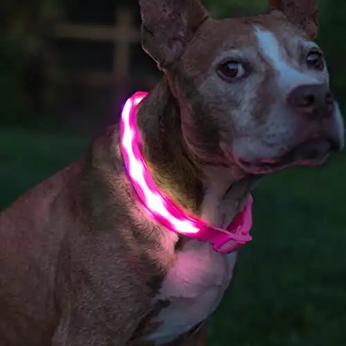 Blazin Brightest Light Up Dog Collar